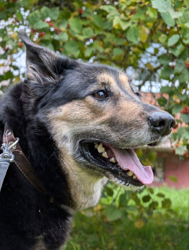 Тромос - Анастасия Логинова