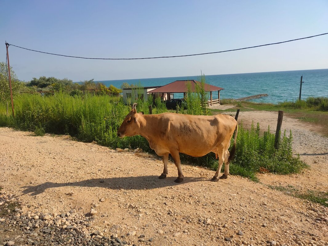 Абхазия. Новый Афон - Ирэн 