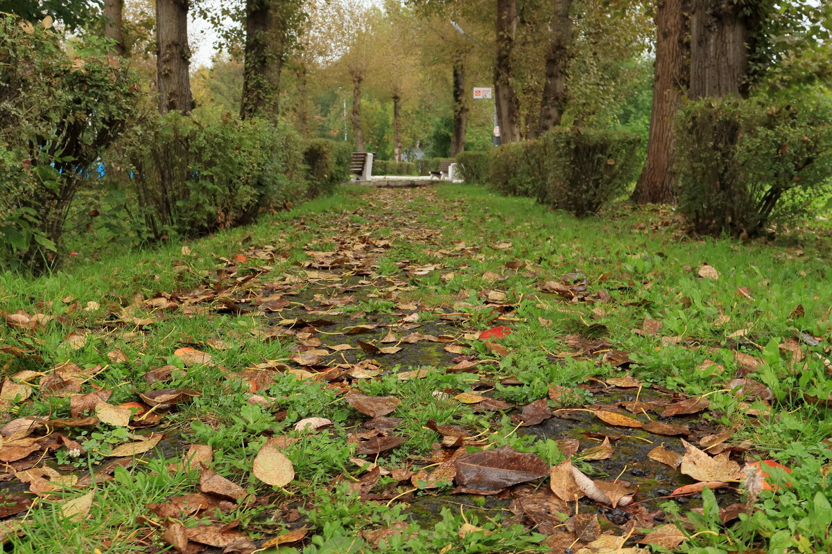 Сентябрь. Дождь. Осень. - Александр Николаев