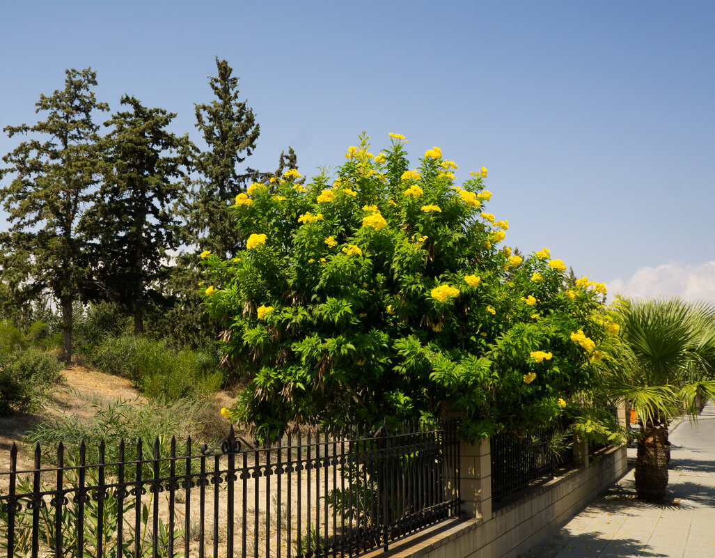 Кипр. Ларнака - Андрей 