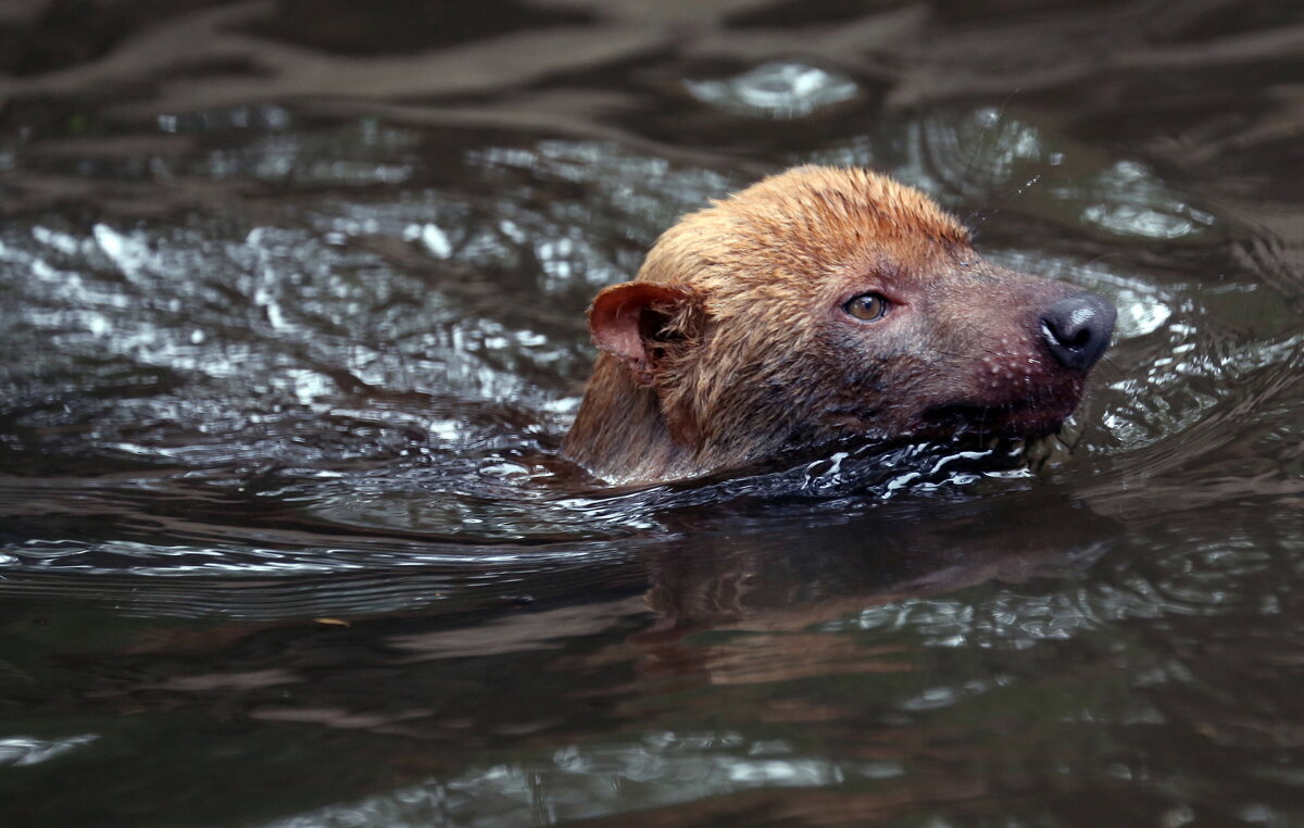 Кустарниковая собака - Михаил Бибичков