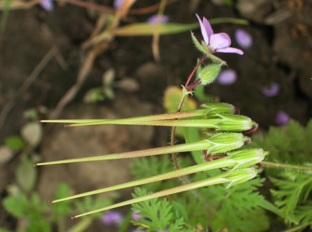 Остроносые... - Наталья Лунева Остроносые... - Наталья Лунева