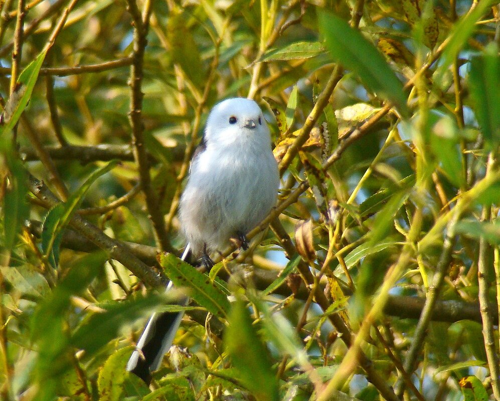 ополовник - gawrilа - dan