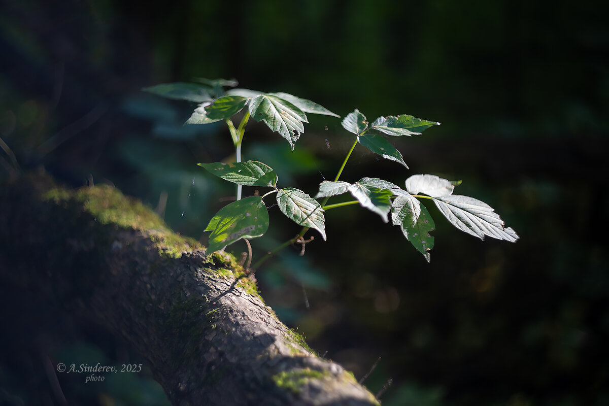Росток на мёртвом дереве - Александр Синдерёв