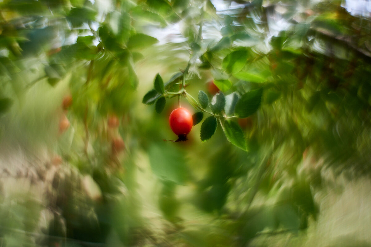 шиповник - Александр Леонов