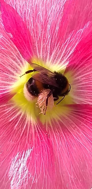 Внутри цветка - Наталия 