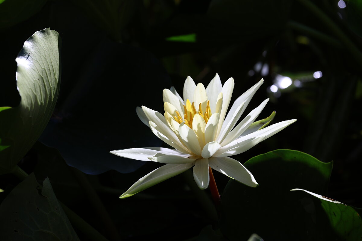 Водяная красотка - Светлана Тихонина