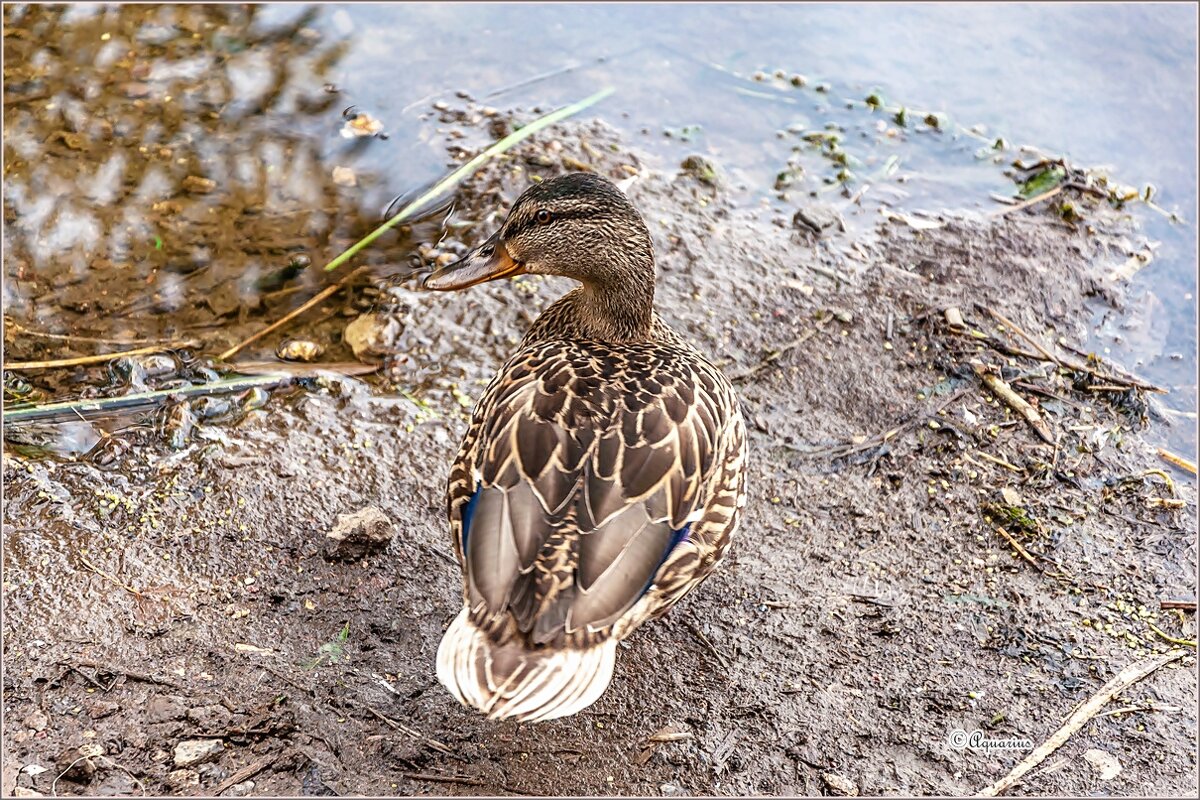 Про август... - Aquarius - Сергей