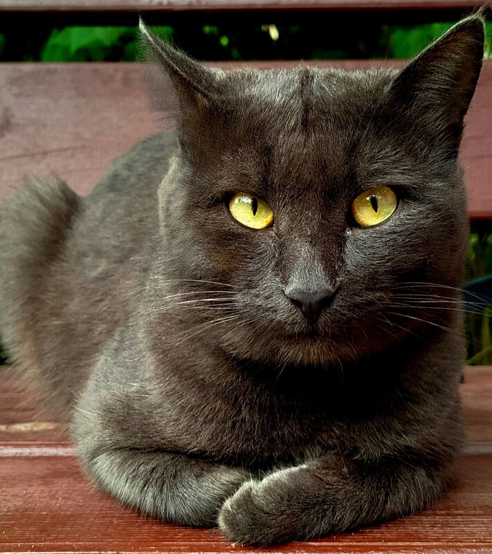 Уличный брутал - светлана льдокова