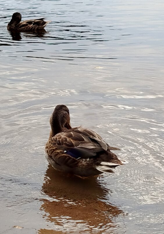 Уточки - светлана льдокова