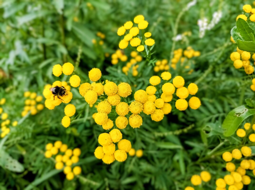 Пижма - Veera V Пижма - Veera V