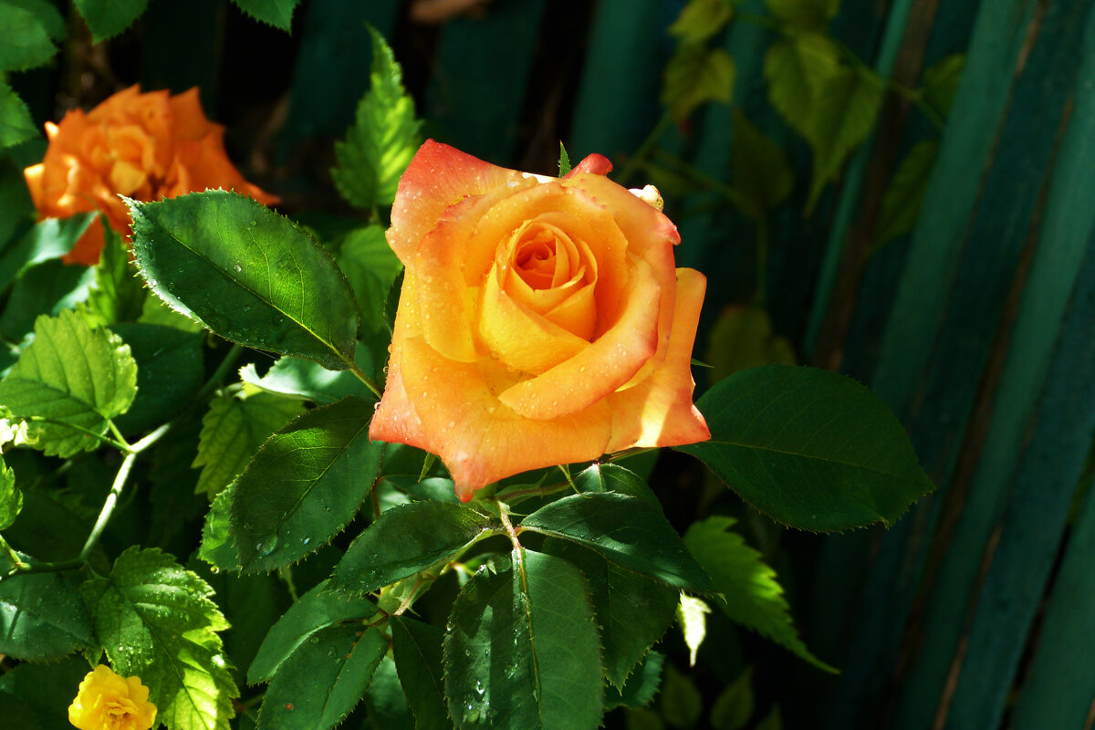 Оранжевая Флорибунда - Валентин Семчишин