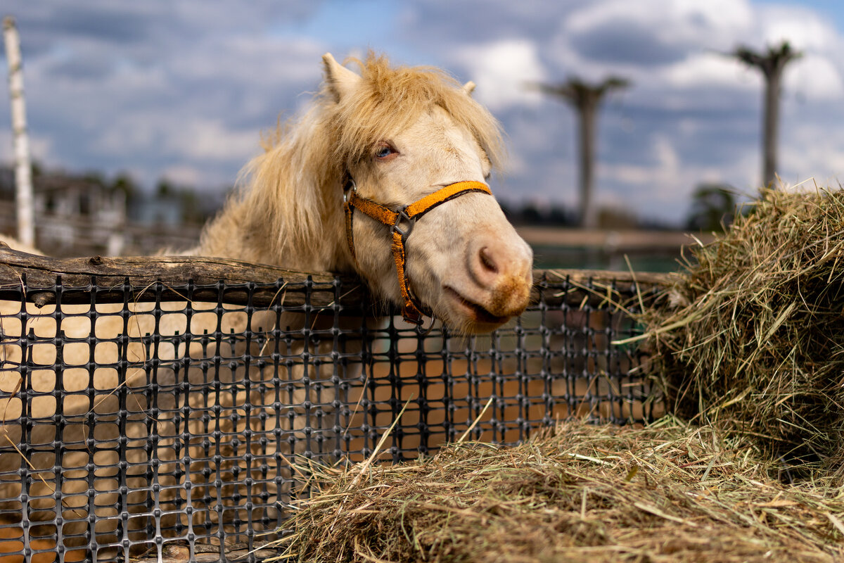 " Литл Пони " - ivan38566 Овчинников