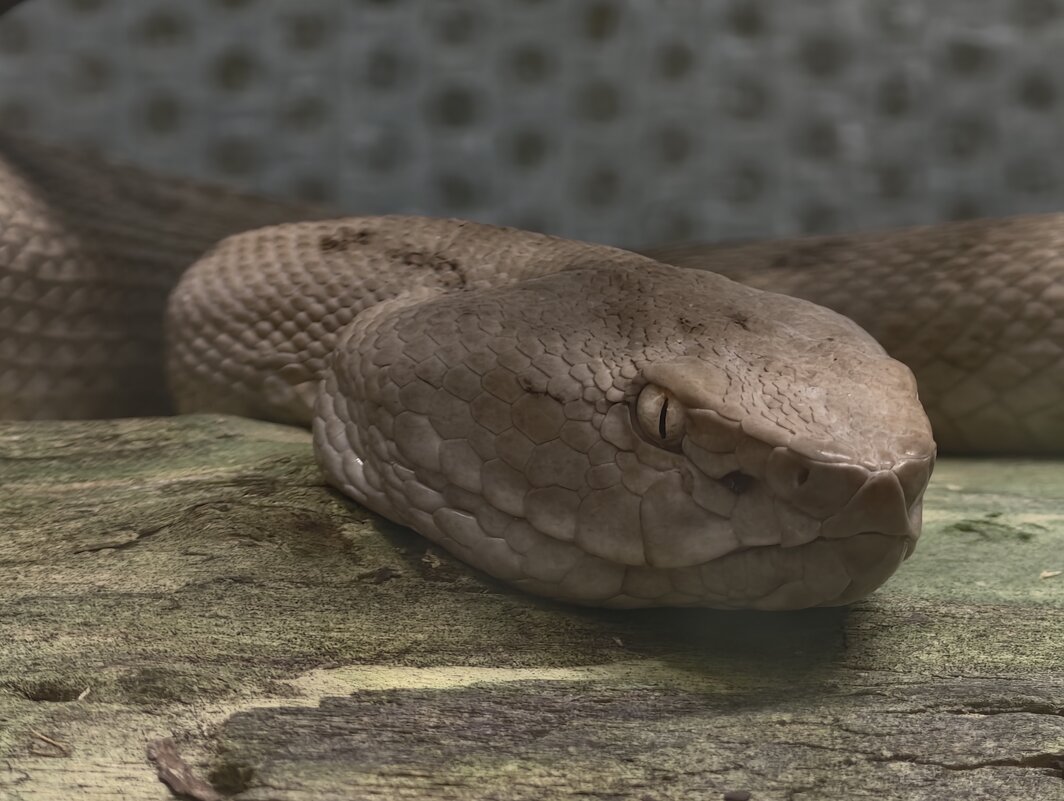 Змея - <<< Наташа >>>