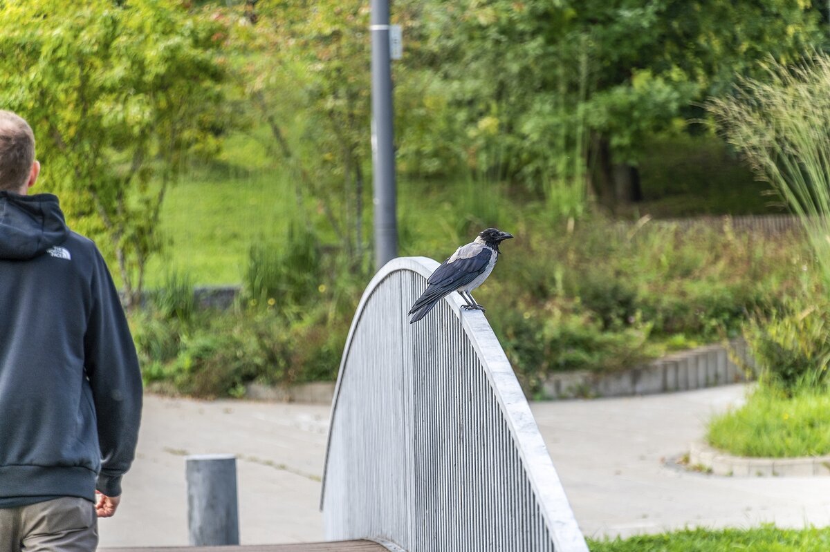 Задумалась ворона. Наступают холода - Валерий Иванович