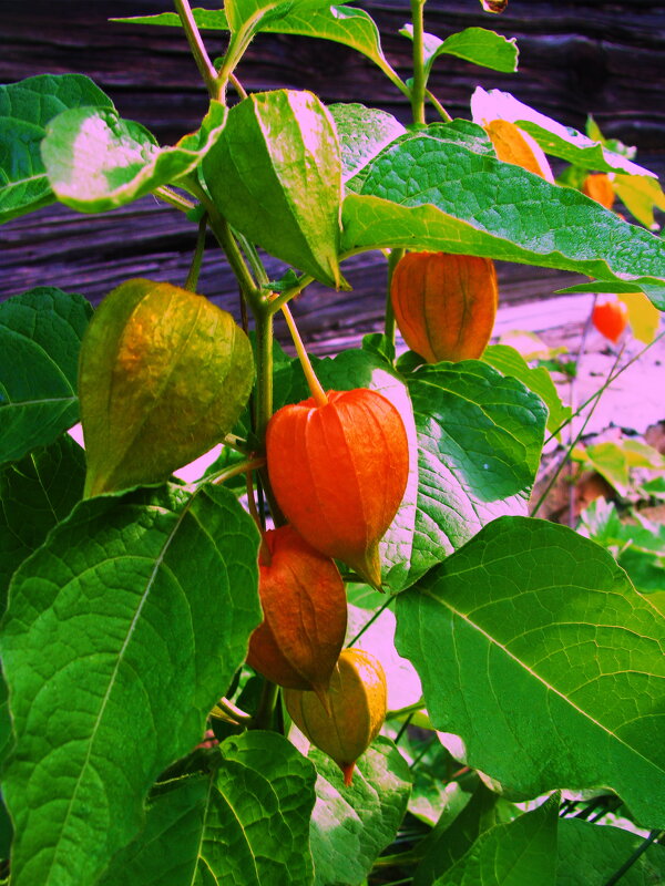 Физалис - Людмила Смородинская Физалис - Людмила Смородинская