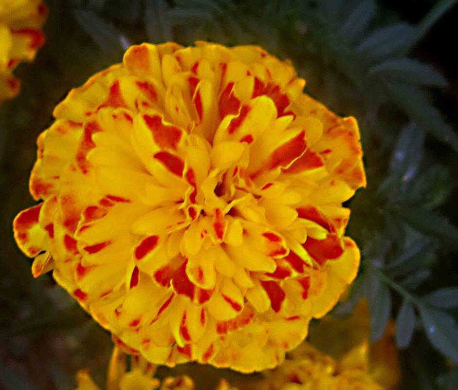 Солнечный - Елена Семигина