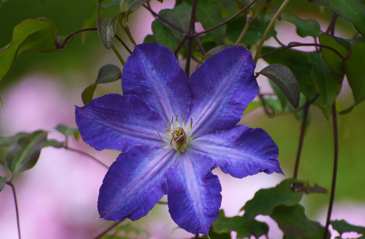 Лето в Ботаническом... Август. - Наташа *****