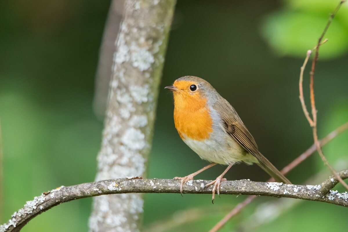 Зарянка, или малиновка. - Виктор Евстратов
