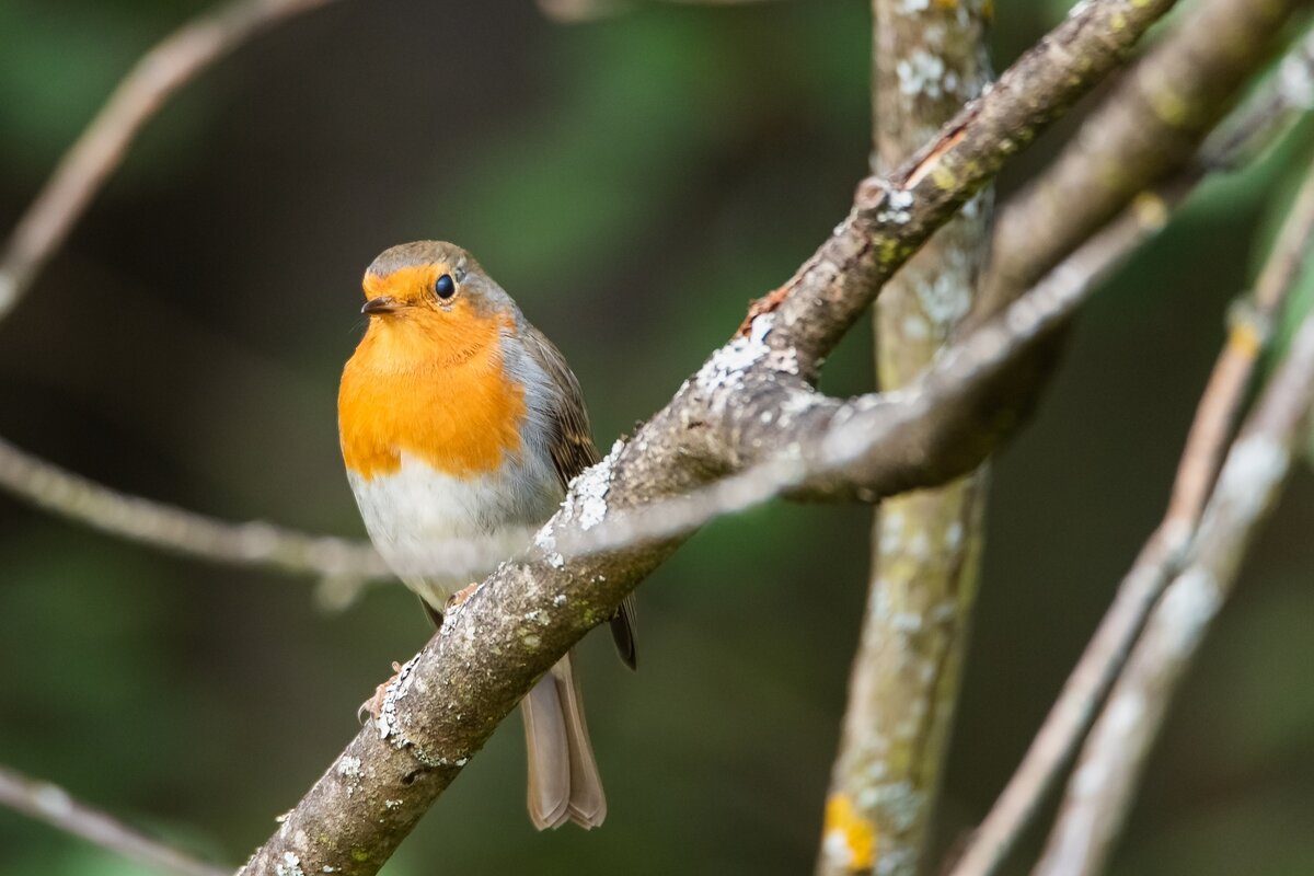 Зарянка или малиновка. - Виктор Евстратов Зарянка или малиновка. - Виктор Евстратов