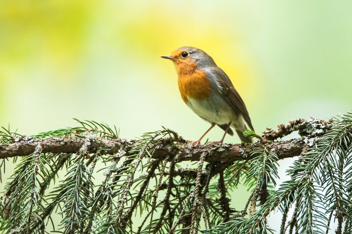 Зарянка или малиновка. - Виктор Евстратов