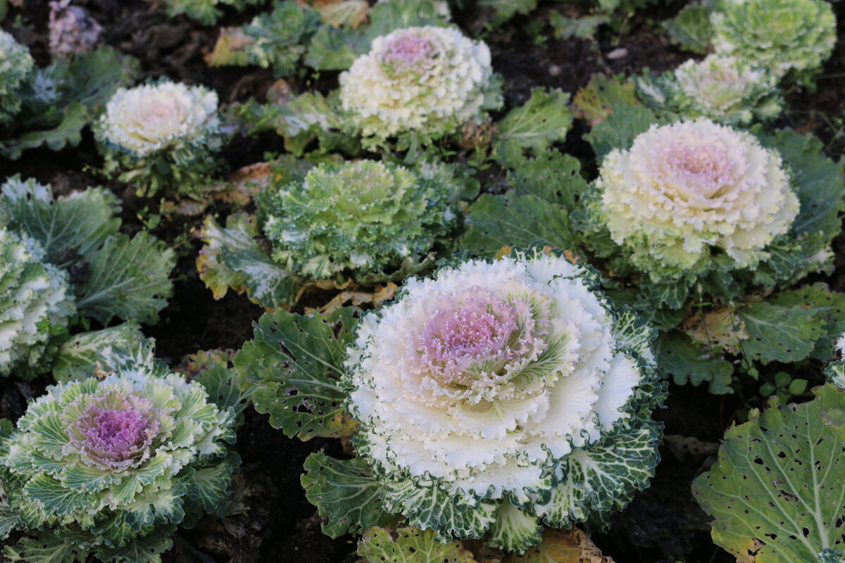 Урожайные грядки - Ольга 