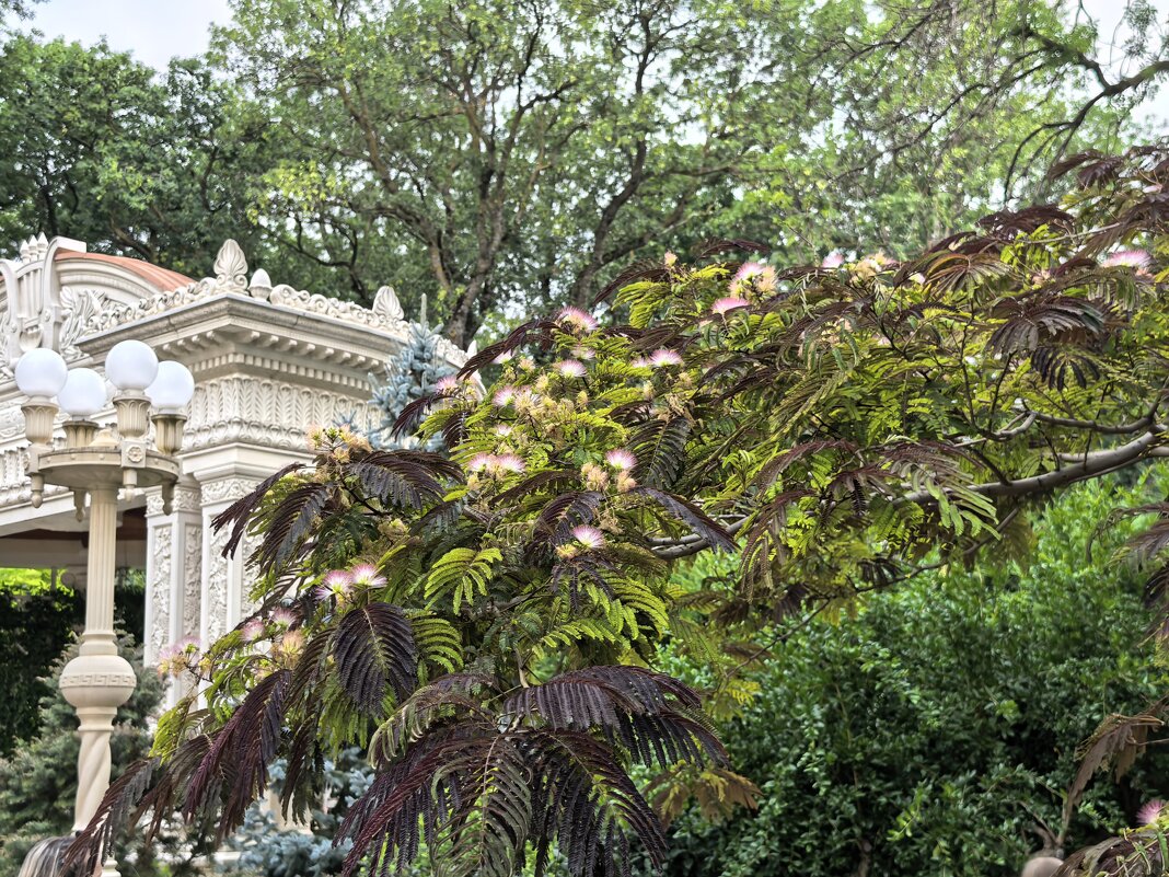 Ленкоранская акация - Татьяна Михайлова