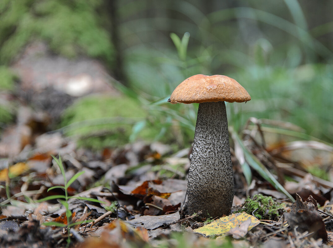 Красавчик - Серый 