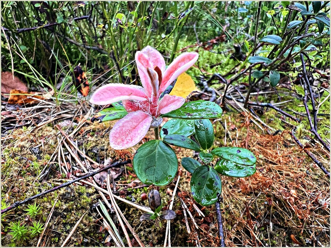 Экзобазидиум брусники. - Валерия Комова Экзобазидиум брусники. - Валерия Комова