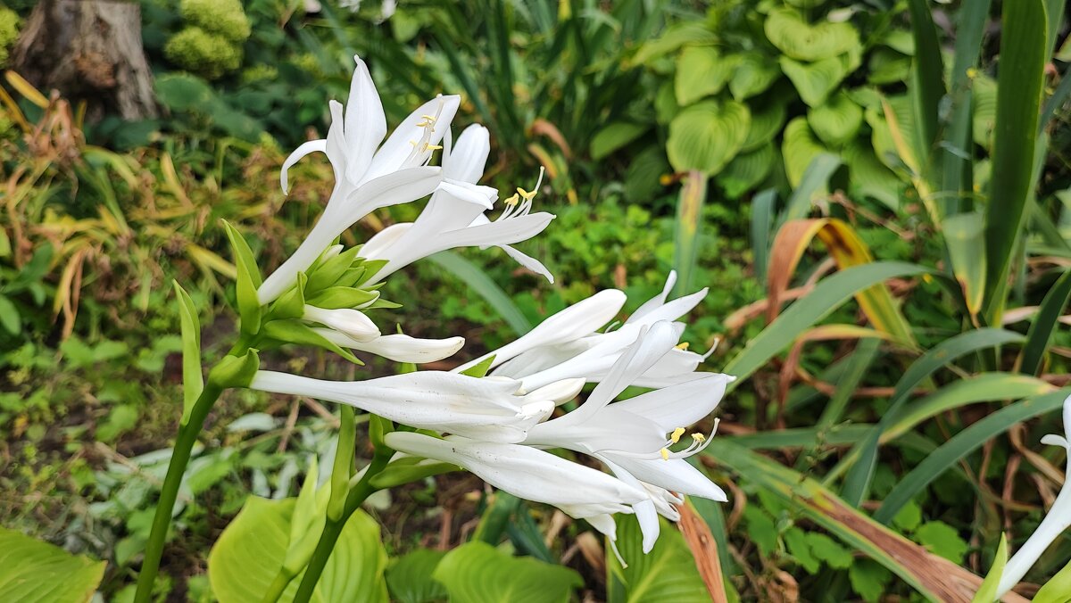 ,,, - Сергей Тимоновский