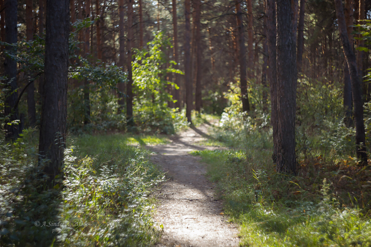 В сосновом лесу - Александр Синдерёв