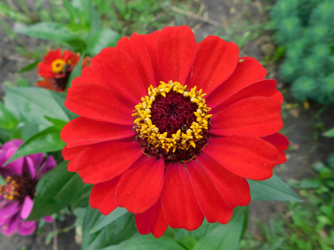 Цинния Гербера - Наиля 