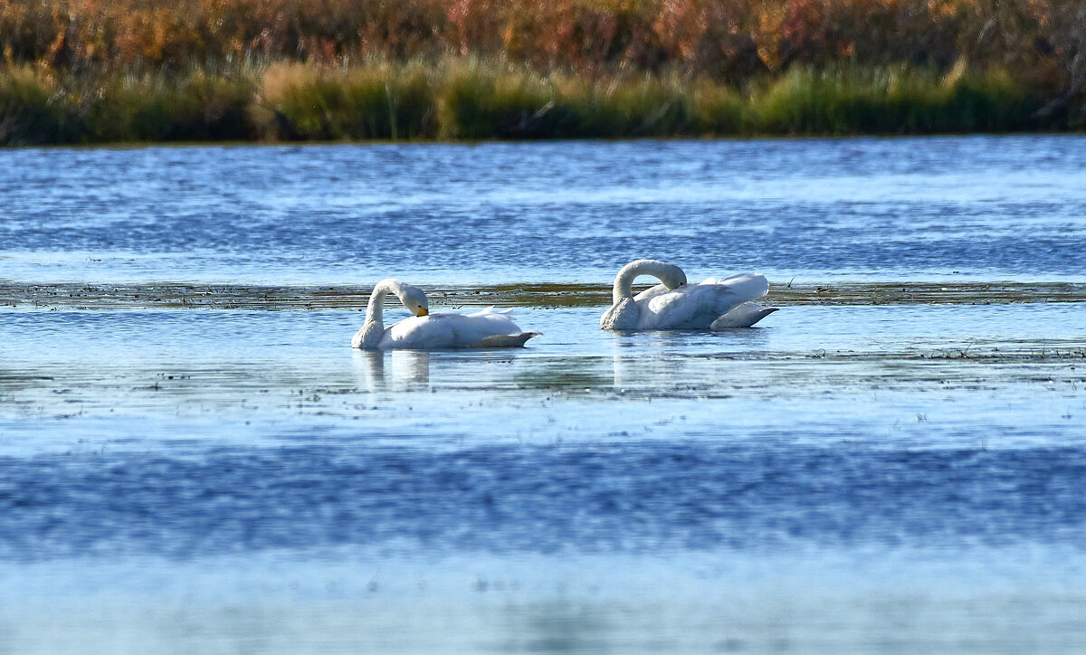 Чистим перышки - Игорь Шабалин