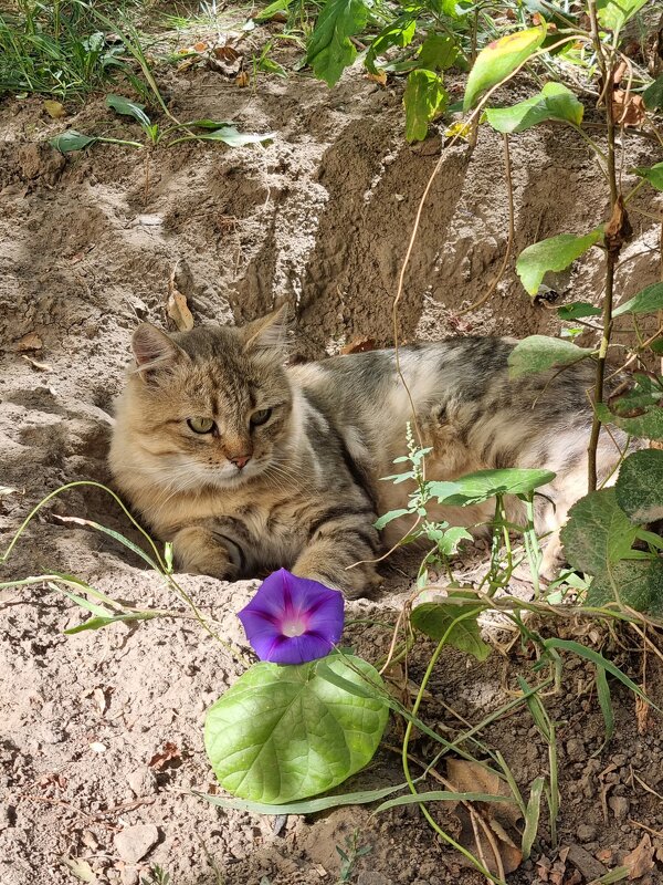 Задумался котик... - Наталья 