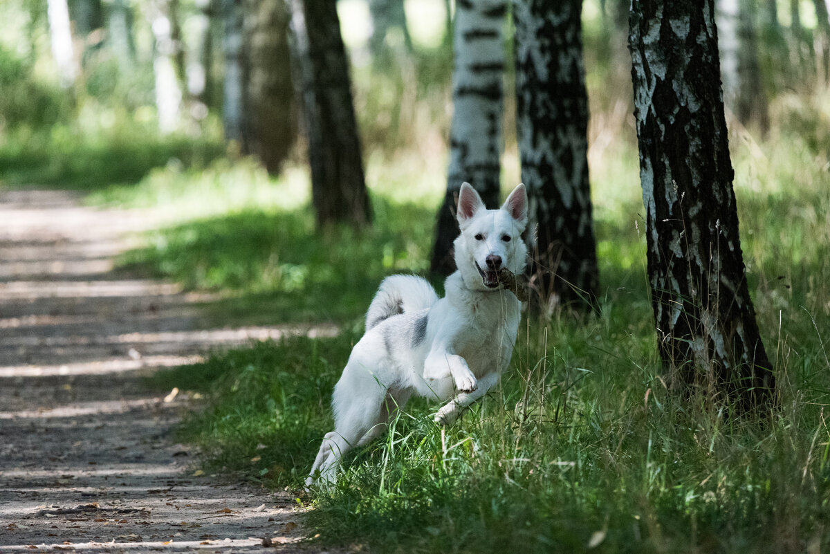 *** - Владимир Безбородов *** - Владимир Безбородов