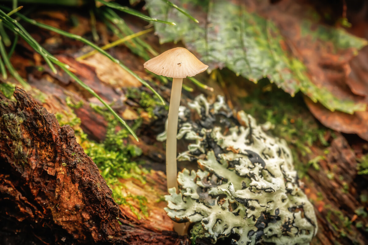 Про грибы - Владимир Колесников