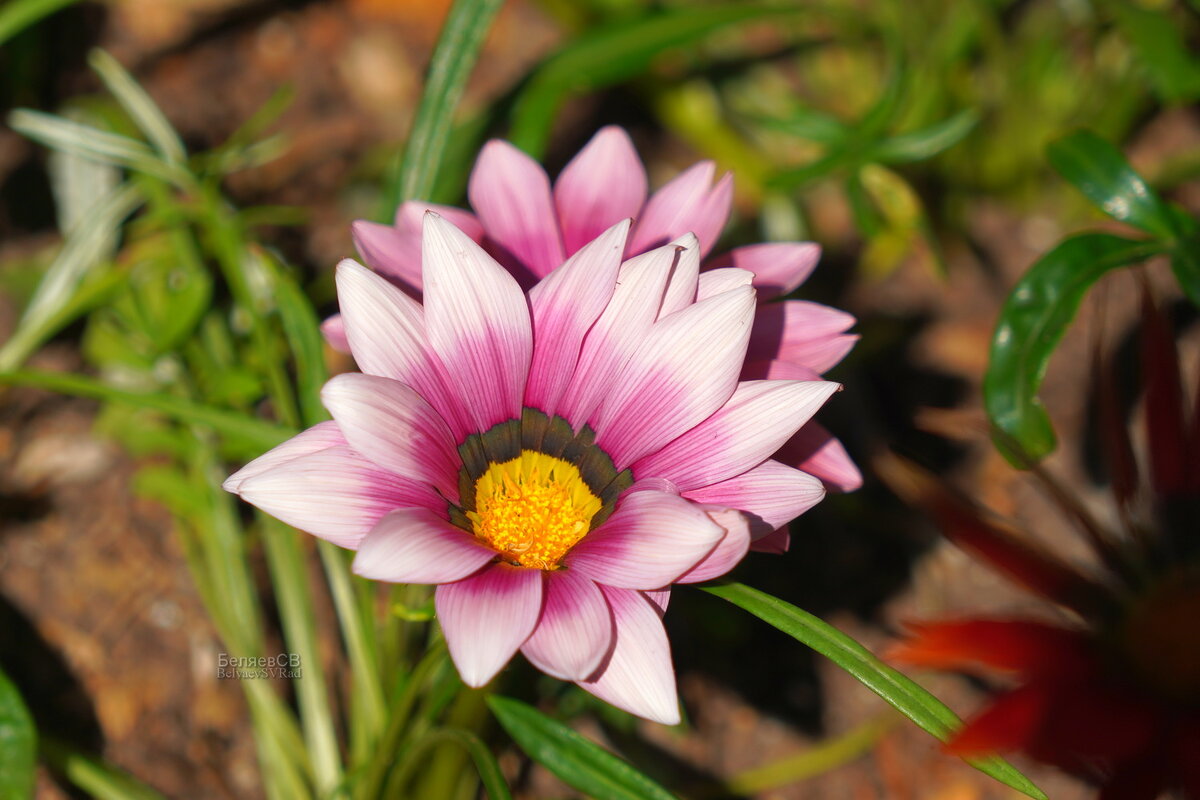 Газания - Сергей Беляев