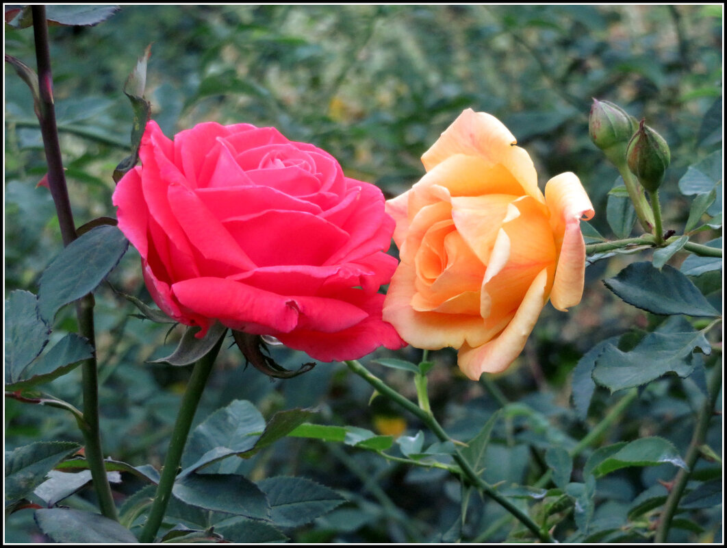 Подружки. - Егор Бабанов