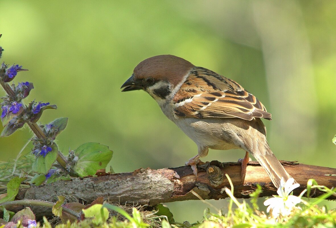 ... - Вячеслав Минаев