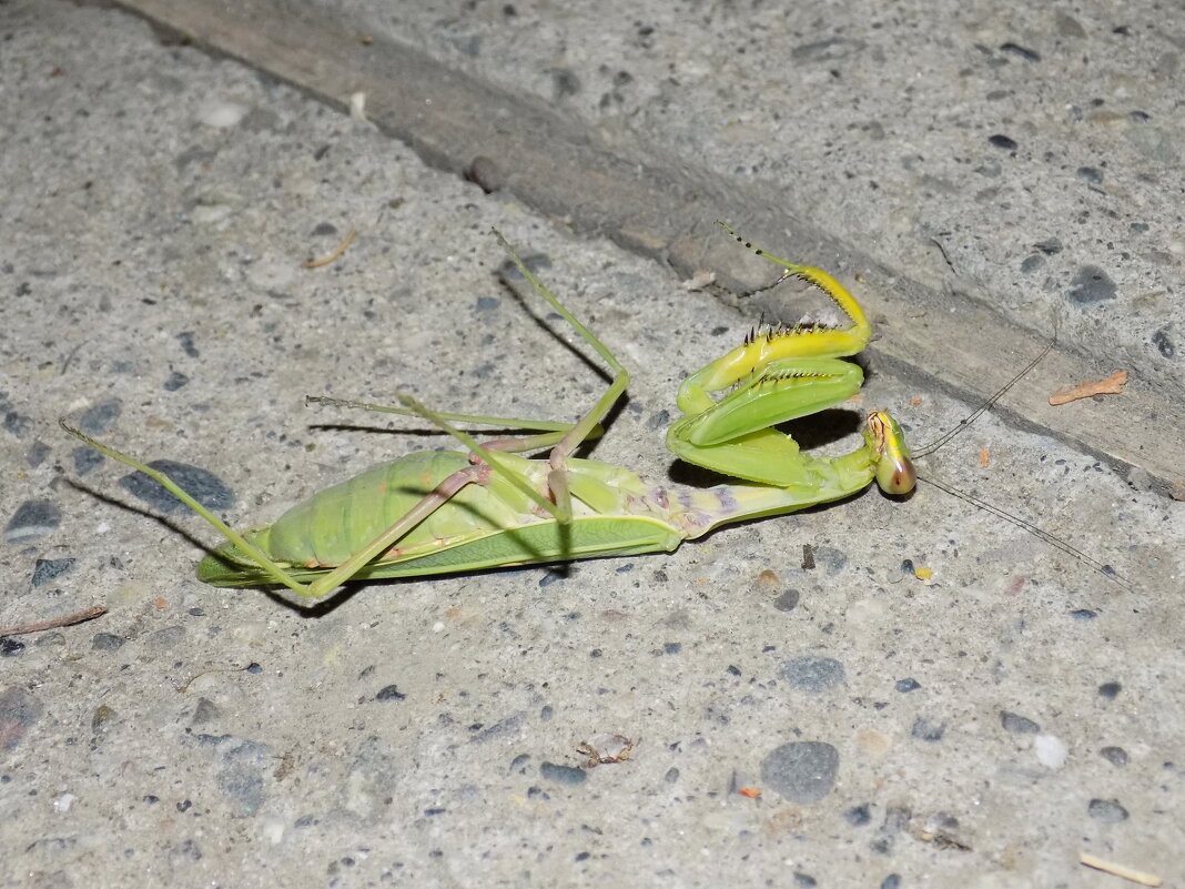 Богомол притворяется... - Константин Штарк