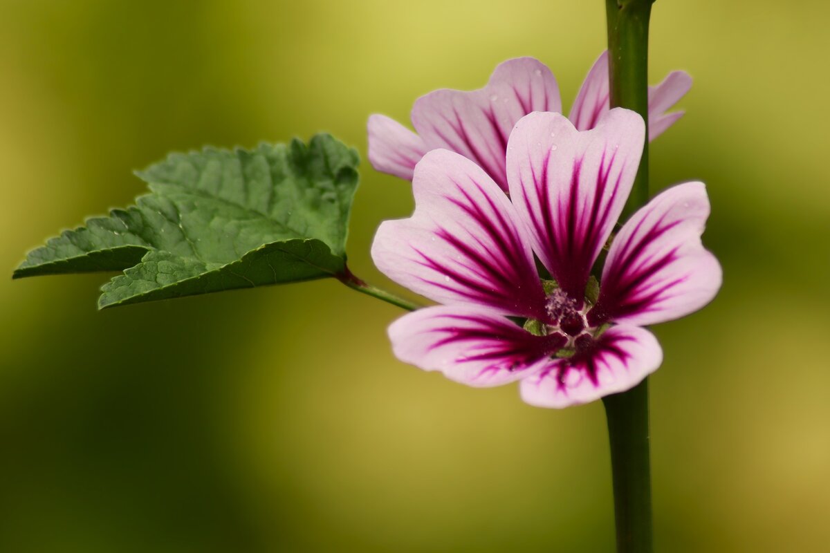 Цветочек - Юрий. Шмаков