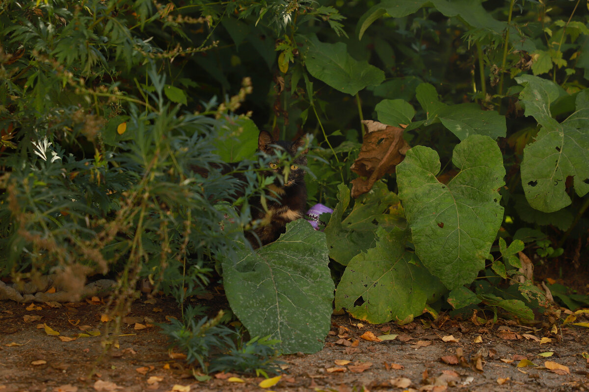 Мама всегда рядом) - Елена Сиднина