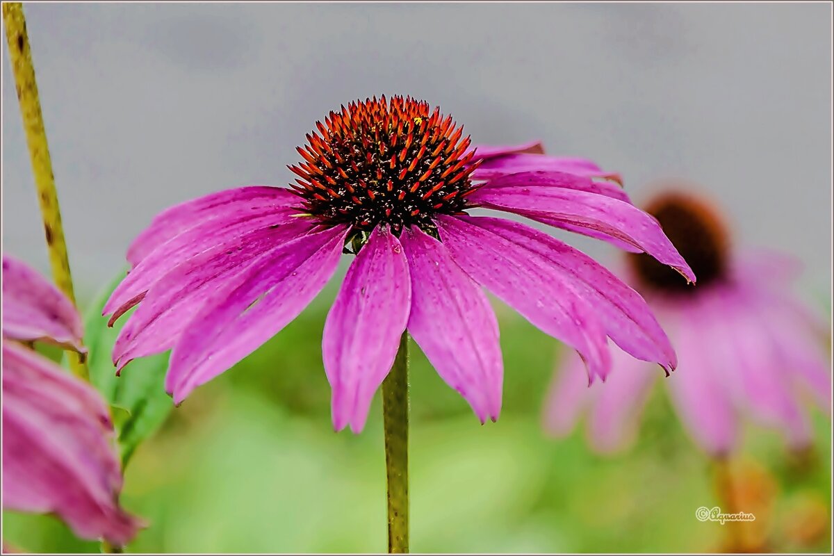 Эхинацея... - Aquarius - Сергей Эхинацея... - Aquarius - Сергей