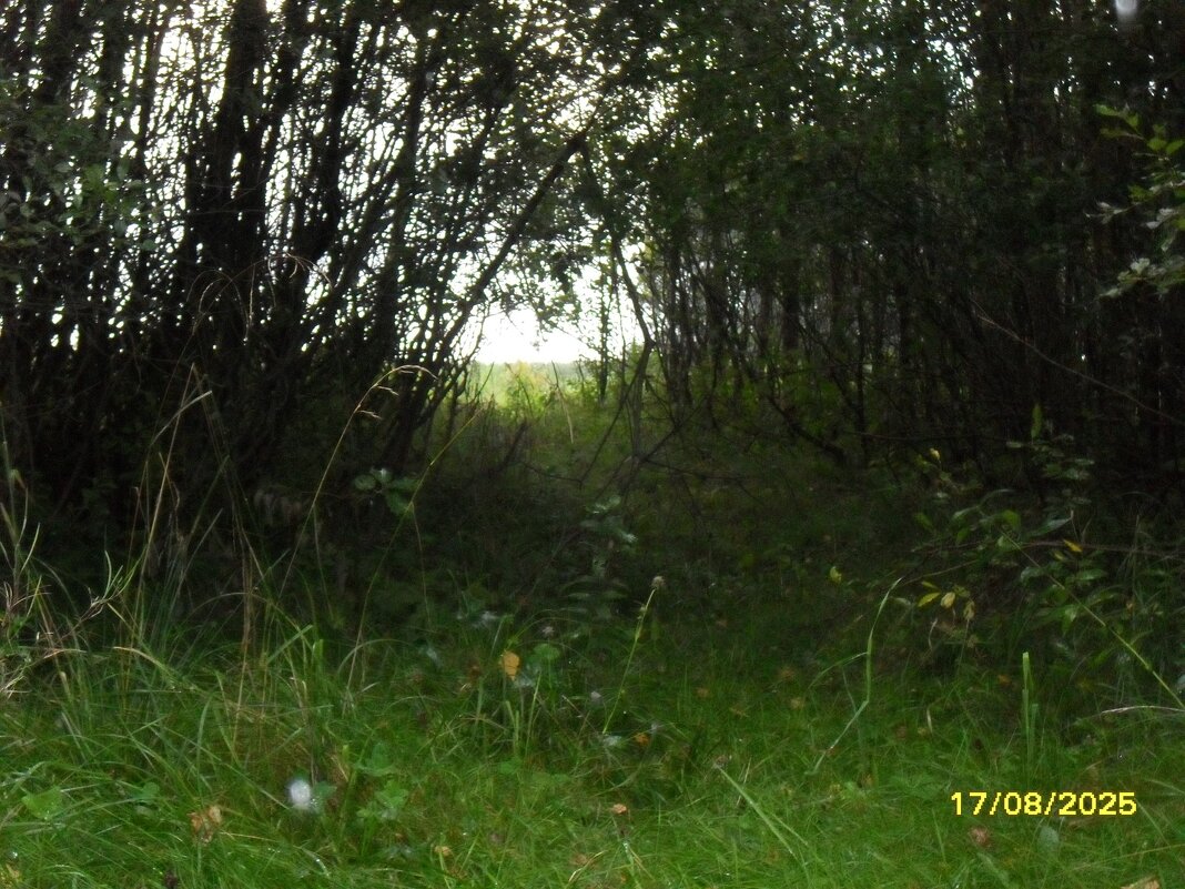 тропинка к полю - fogmeadowww m