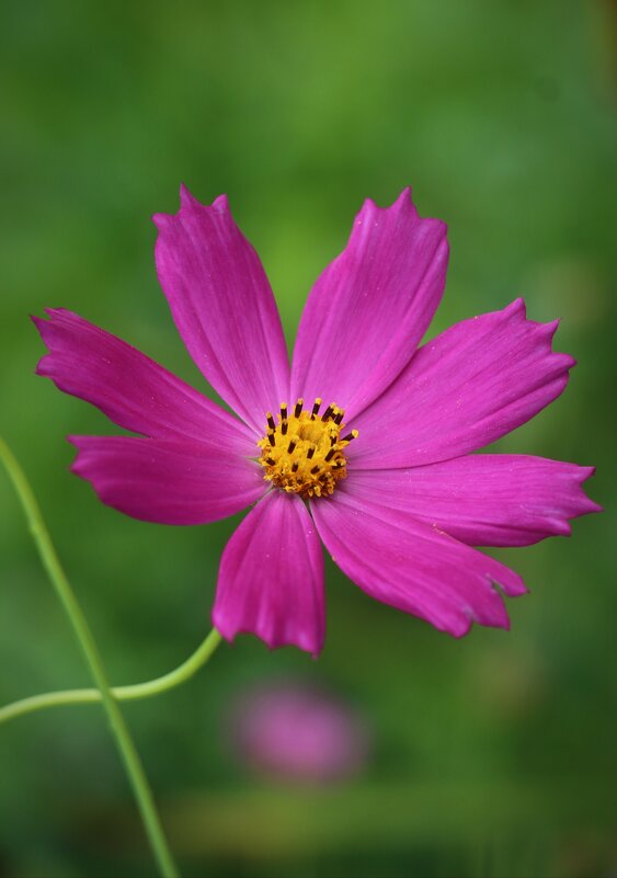 Летне-цветочное - Наталья Герасимова