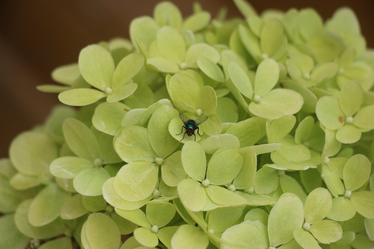 Летне-цветочное - Наталья Герасимова