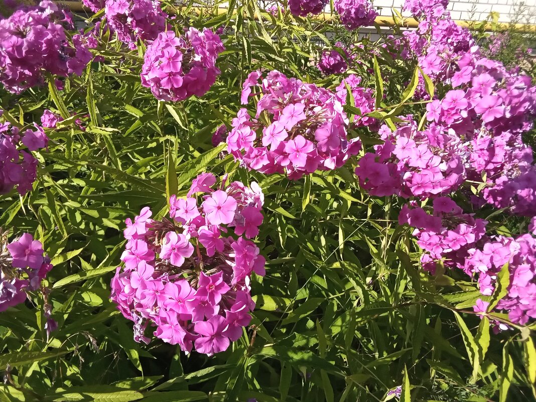 Цветы у  дома - Фотогруппа Весна