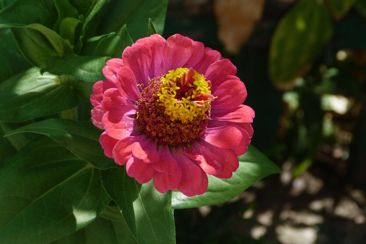 Циния - Валентин Семчишин