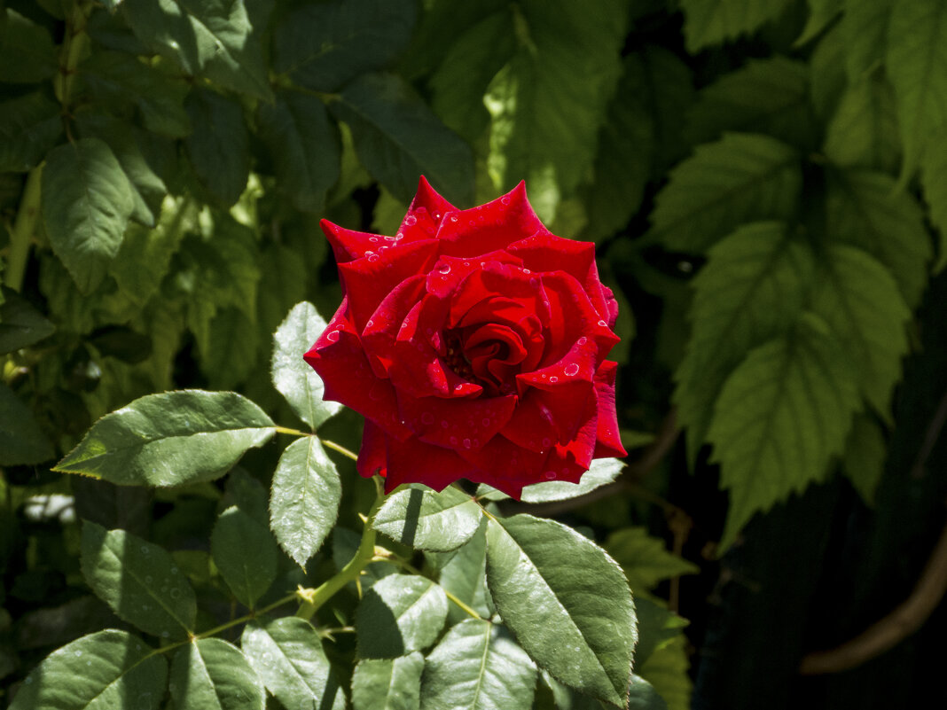 Алая  роза - Валентин Семчишин