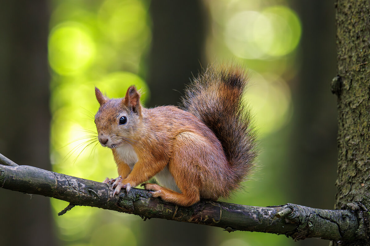 Белочка - Sergey38 